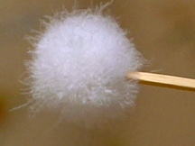 第16課これは何？の動画画像